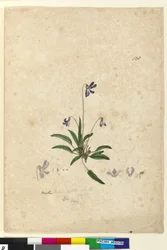 Seite 128. Viola betonicifolia