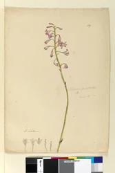 Seite 139. Dipodium punctatum