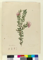 Seite 13. Grevillea punicea, ca. 1803-06