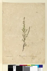 Seite 142. Phyllanthus rivularis