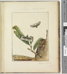 Seite 15. Platte 4 Cryptophasa alba, costa Lewin