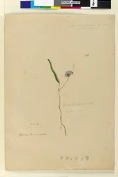 Seite 166. Kennedia monophyllaHardenbergia violacea