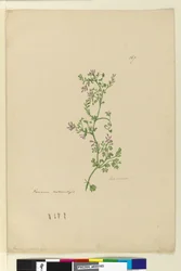 Seite 167. Fumaria naturalisiert