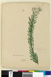 Seite 169. Conospermum taxifolium