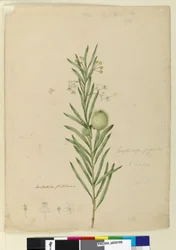 Seite 173. Asclepias fruticosa, ca. 1803-06