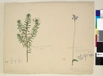 Seite 183. Westringia rosmarinifolia Westringia fruiticosa; 184. Glossodia major