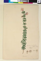Seite 186. Bauera rubioides