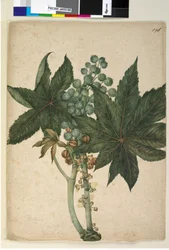 Seite 196. Ricinus Ricinus communis