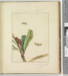 Seite 19. Platte 5 Cryptophasa Strigata