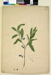 Seite 200. Elaeocarpus reticulatus