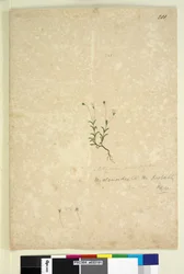 Seite 201. Mitrasacme alsinoides