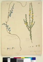Seite 209. Comesperma volubile; 210. Hibbertia fasciculata