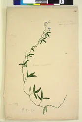Seite 218. Kennedia comptoniana Hardenbergia comptoniana