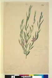 Seite 221. Eriostemon