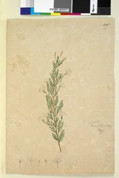 Seite 226. Ricinocarpus pinifolius
