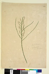 Seite 234. Leptomeria
