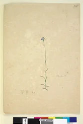 Seite 235. Campanula