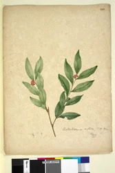 Seite 263. Wikstroemia indica
