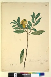 Seite 264. Pomaderris elliptica