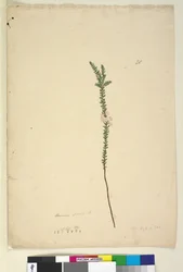 Seite 28. Epacris sparsa