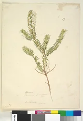 Seite 29. Lysinema