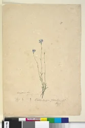 Seite 37. Wahlenbergia gracilis