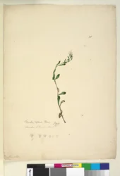 Seite 38. Samolus repens