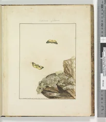 Seite 39. Tafel 10 Lithosa Replana, 1803-04