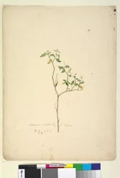 Seite 39. Solanum nigrum