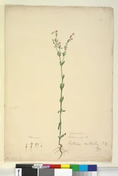 Seite 40. Erythraea australis