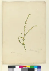 Seite 4. Pimelea curviflora, ca. 1803-06