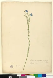 Seite 52. Linum marginale