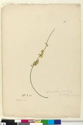 Seite 75. Sphaerolobium vimineum