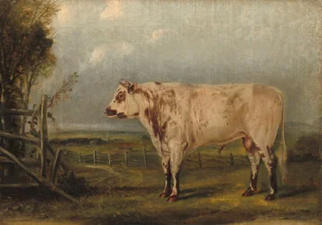 Ein junger Stier, ca. 1849