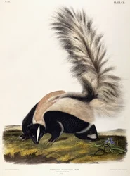 Langschwanz-Skunk, 1846
