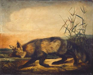 Langschwänziger Rotfuchs, 1848-1854