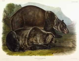 Männlicher Grizzlybär, 1848