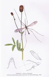 Schnaken, Natur in Großbritannien veröffentlicht von Collins, 1946