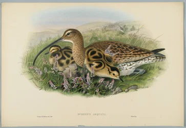 Großer Brachvogel, graviert von H. C. Richter