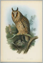 Waldohreule, gezeichnet von J. Wolf, graviert von H. C. Richter