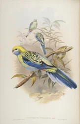 Platycerus cyanogenus, aus Die Vögel Australiens von John Gould, 1840