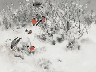 Rote Gimpel im Schnee