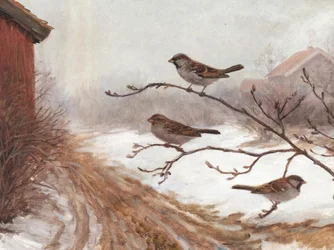 Winter Scheunen Spatzen