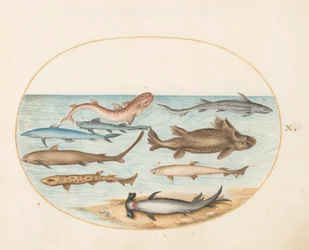 Fisch, ca. 1575-80