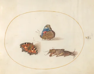 Tafel 11: Kleiner Fuchs und Admiral-Schmetterlinge mit einer Maulwurfsgrille