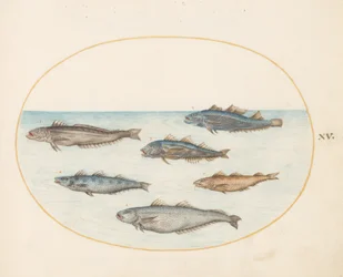 Tafel 15: Sechs "Asellorum" Fische (Kabeljau?)