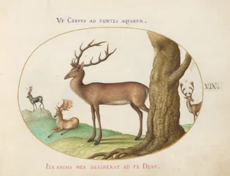 Tafel 19: Vier Arten von Hirschen