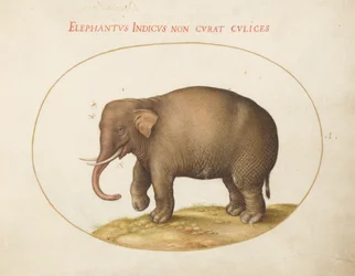 Tafel 1: Elefant mit Insekten