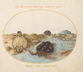 Tafel 1: Schildkröten, ein Bisamratte und Muscheln