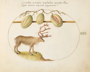 Teller 21: Rentiere mit Melonen